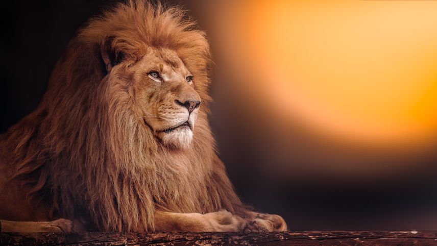 A large lion of the leo zodiac