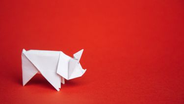 Discover 15 of the Pig's Unique Traits in the Chinese Zodiac